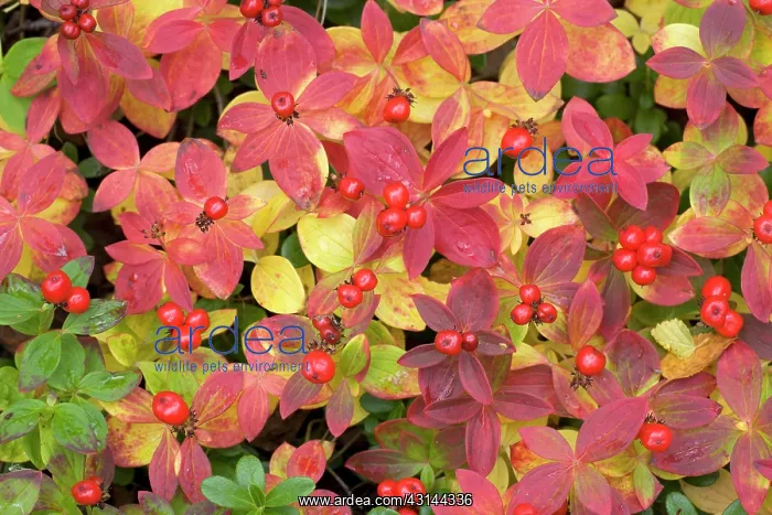  : Dwarf Cornel