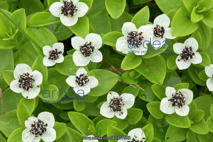 : Dwarf Cornel in flower : Dwarf Cornel in flower