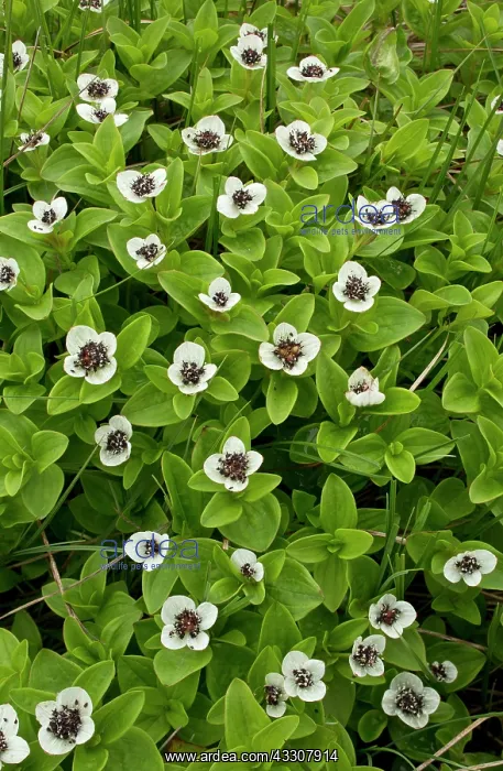: Dwarf Cornel in flower : Dwarf Cornel in flower