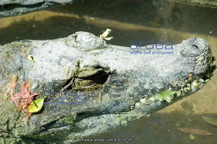: Dwarf Crocodile : Dwarf Crocodile