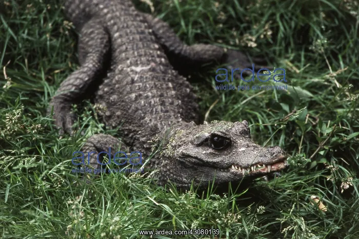 : Dwarf Crocodile : Dwarf Crocodile