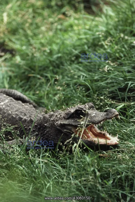 : Dwarf Crocodile : Dwarf Crocodile