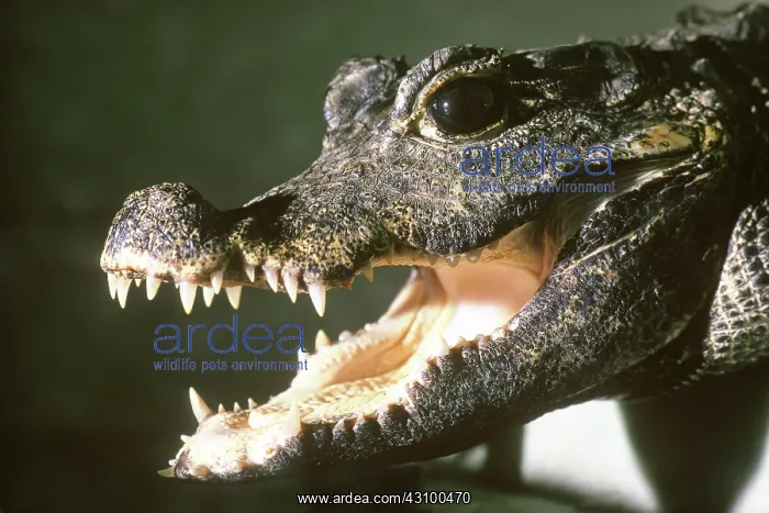 : Dwarf Crocodile : Dwarf Crocodile