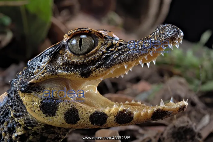 : Dwarf crocodile (Osteaolaemus tetraspis), juvenile : Dwarf crocodile (Osteaolaemus tetraspis), juvenile