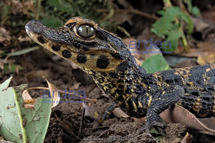 : Dwarf crocodile (Osteaolaemus tetraspis), juvenile : Dwarf crocodile (Osteaolaemus tetraspis), juvenile