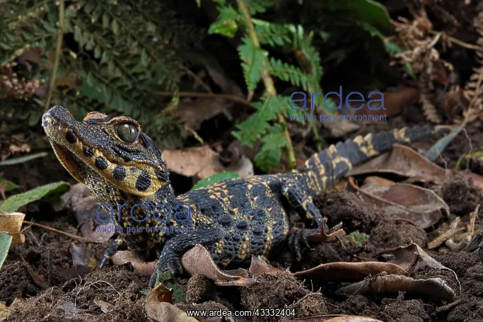 : Dwarf crocodile (Osteaolaemus tetraspis), juvenile : Dwarf crocodile (Osteaolaemus tetraspis), juvenile
