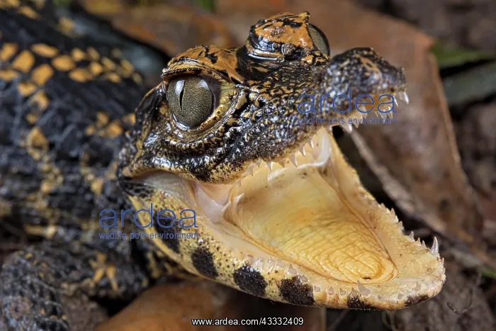  : Dwarf crocodile (Osteaolaemus tetraspis), juvenile