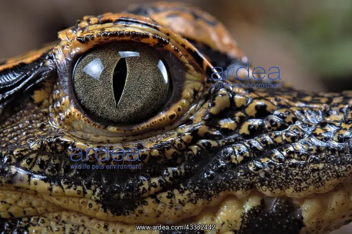 : Dwarf crocodile (Osteaolaemus tetraspis), juvenile : Dwarf crocodile (Osteaolaemus tetraspis), juvenile