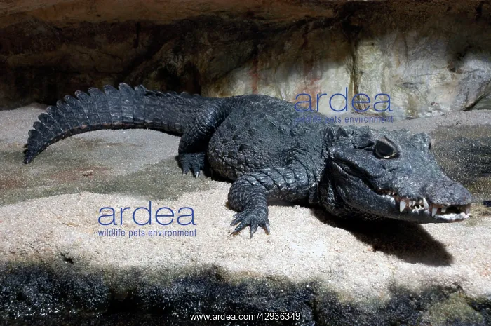 : Dwarf crocodile, West Africa : Dwarf crocodile, West Africa