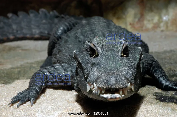 : Dwarf crocodile, West Africa : Dwarf crocodile, West Africa