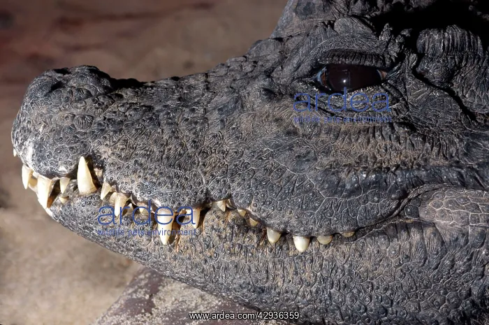 : Dwarf crocodile - West Africa : Dwarf crocodile - West Africa