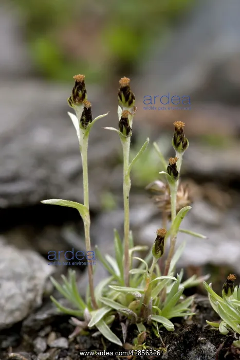 : Dwarf cudweed in flower : Dwarf cudweed in flower