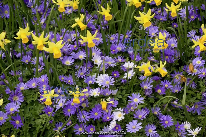 : Dwarf daffodils and Anemone blanda in garden border : Dwarf daffodils and Anemone blanda in garden border