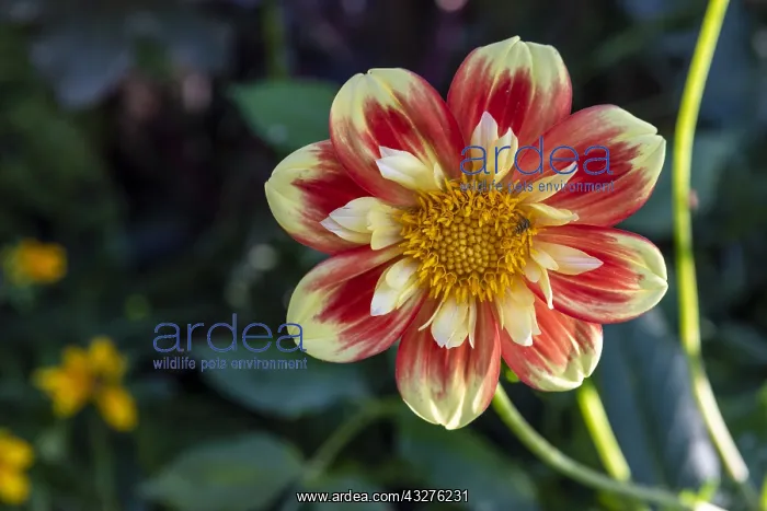 : Dwarf Dahlia Flower Cute Pooh, Summer, Moselle : Dwarf Dahlia Flower Cute Pooh, Summer, Moselle