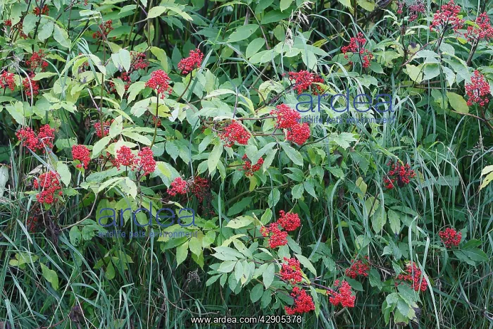 : Dwarf Elder : Dwarf Elder