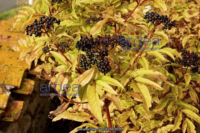 : Dwarf Elder, or Danewort - in fruit : Dwarf Elder, or Danewort - in fruit