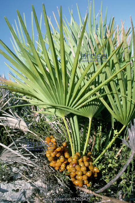 : Dwarf Fan Palm - in fruit : Dwarf Fan Palm - in fruit