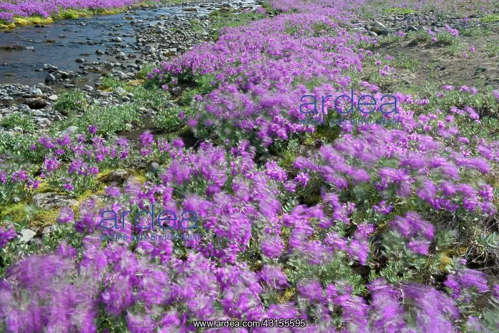 : Dwarf Fireweed : Dwarf Fireweed