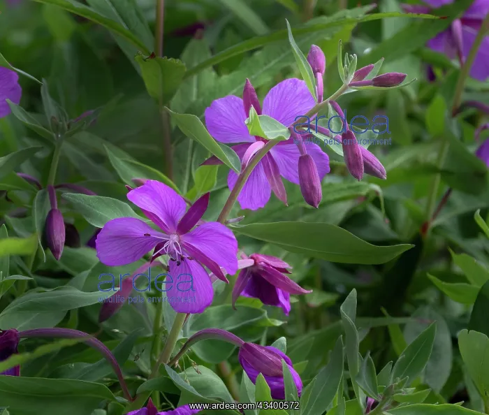 : Dwarf fireweed, Chamerion Latifolium, Hatcher Pass : Dwarf fireweed, Chamerion Latifolium, Hatcher Pass