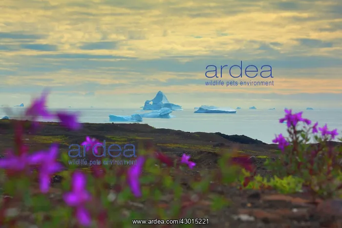 : Dwarf Fireweed along the coast with icebergs : Dwarf Fireweed along the coast with icebergs