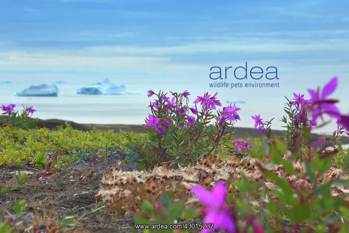 : Dwarf Fireweed along the coast with icebergs : Dwarf Fireweed along the coast with icebergs