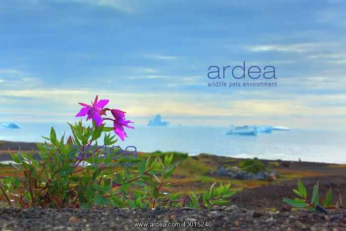 : Dwarf Fireweed along the coast with icebergs : Dwarf Fireweed along the coast with icebergs