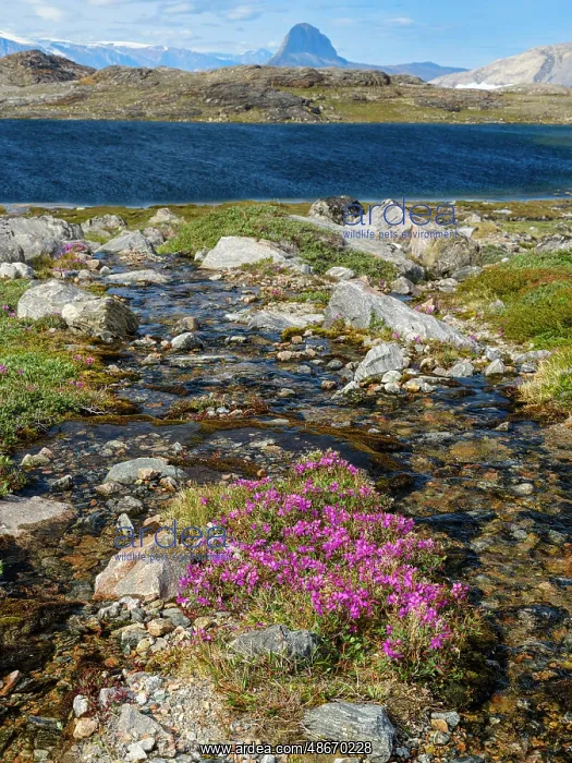 : Dwarf fireweed or river beauty willowherb, local name : Dwarf fireweed or river beauty willowherb, local name