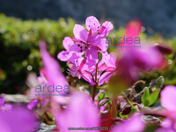 : Dwarf fireweed or river beauty willowherb, local name : Dwarf fireweed or river beauty willowherb, local name