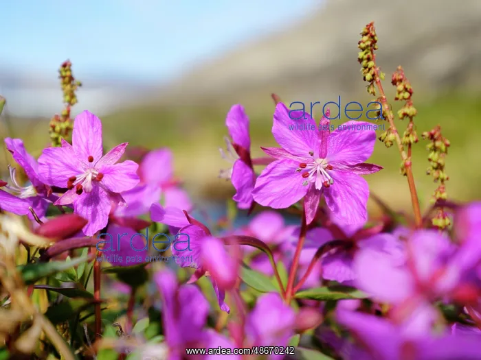 : Dwarf fireweed or river beauty willowherb, local name : Dwarf fireweed or river beauty willowherb, local name