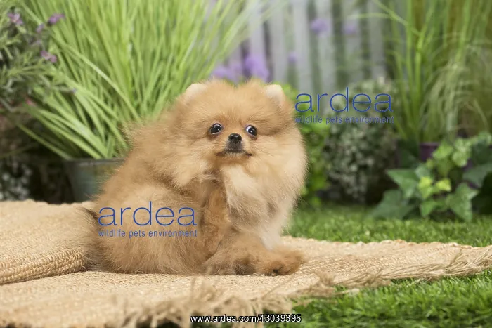 : Dwarf German Spitz Dog puppy : Dwarf German Spitz Dog puppy