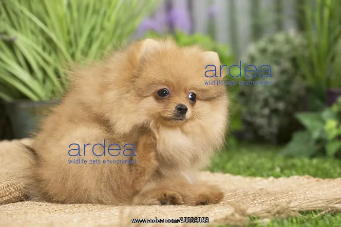 : Dwarf German Spitz Dog puppy : Dwarf German Spitz Dog puppy