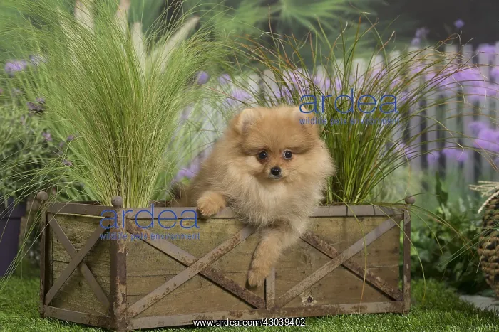 : Dwarf German Spitz Dog puppy : Dwarf German Spitz Dog puppy