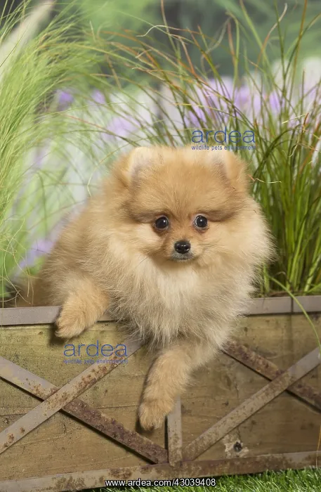 : Dwarf German Spitz Dog puppy : Dwarf German Spitz Dog puppy