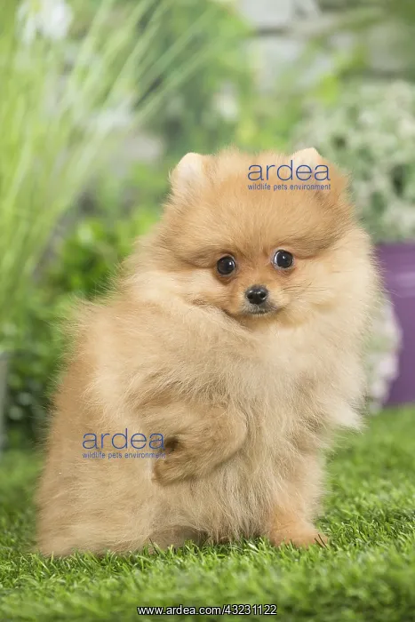 : Dwarf German Spitz Dog puppy : Dwarf German Spitz Dog puppy
