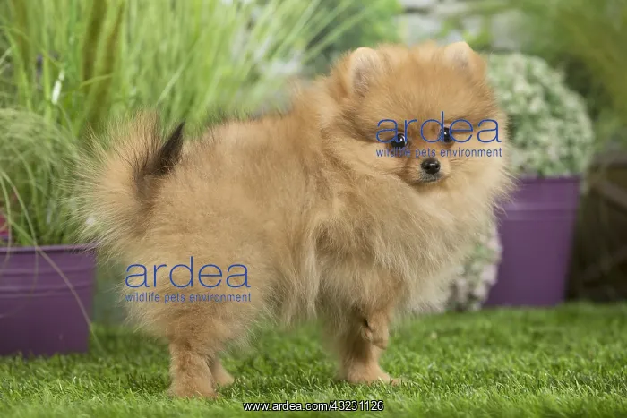 : Dwarf German Spitz Dog puppy : Dwarf German Spitz Dog puppy