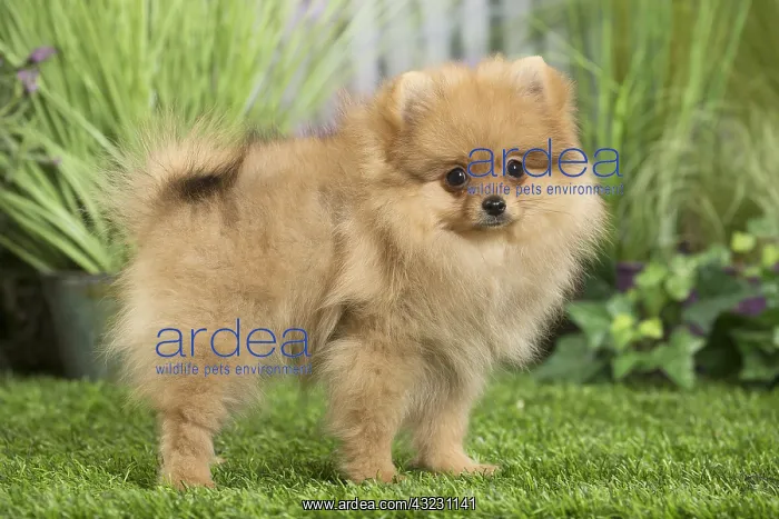 : Dwarf German Spitz Dog puppy : Dwarf German Spitz Dog puppy