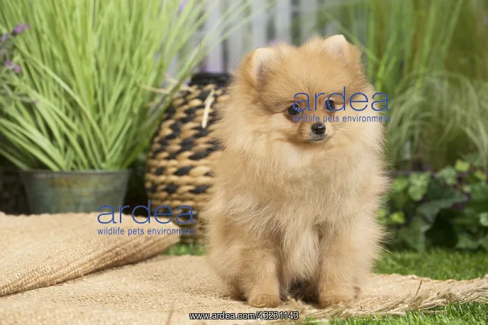 : Dwarf German Spitz Dog puppy : Dwarf German Spitz Dog puppy