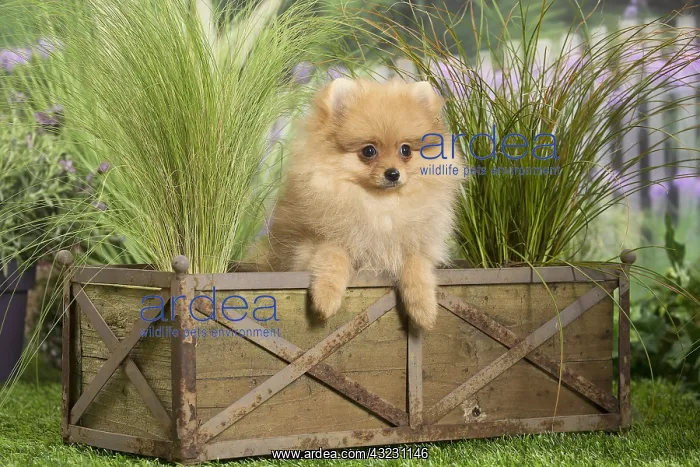 : Dwarf German Spitz Dog puppy : Dwarf German Spitz Dog puppy