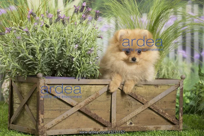 : Dwarf German Spitz Dog puppy : Dwarf German Spitz Dog puppy