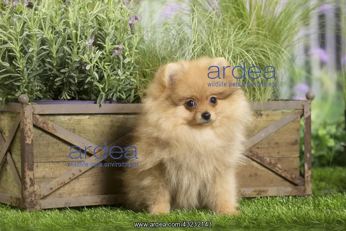 : Dwarf German Spitz Dog puppy : Dwarf German Spitz Dog puppy