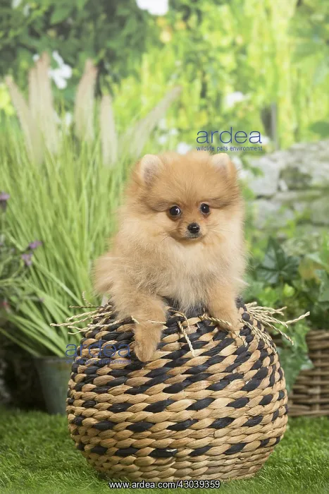 : Dwarf German Spitz Dog puppy in basket : Dwarf German Spitz Dog puppy in basket
