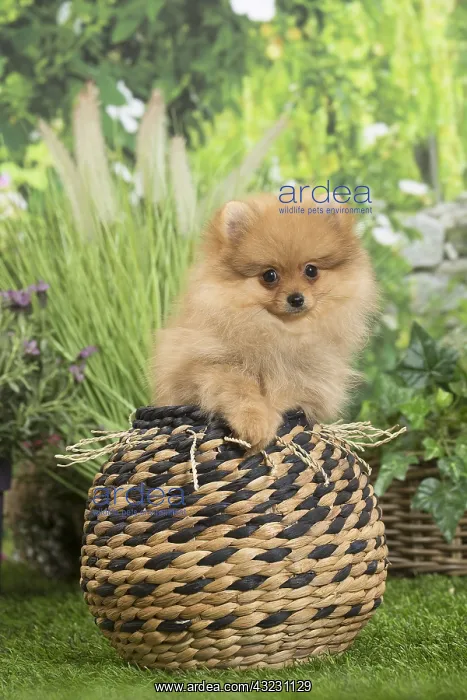: Dwarf German Spitz Dog puppy in basket : Dwarf German Spitz Dog puppy in basket