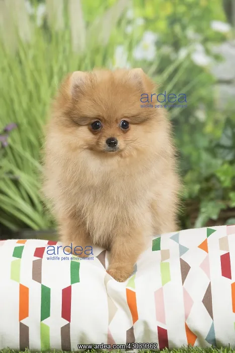  : Dwarf German Spitz Dog puppy on cushion