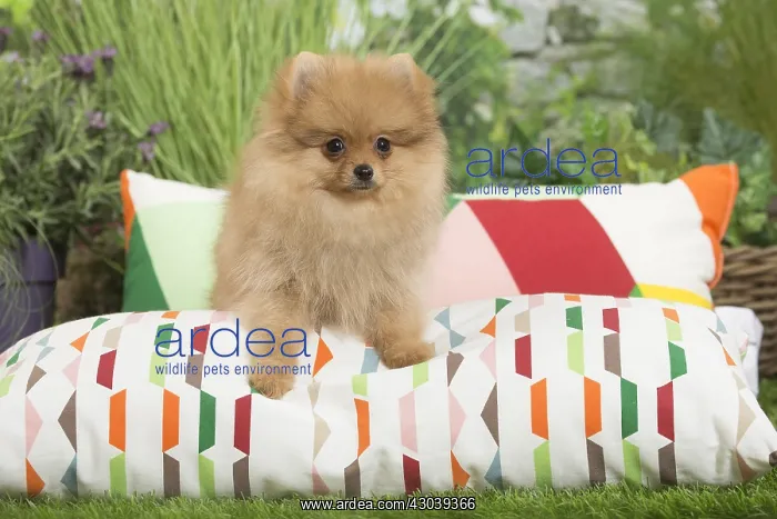 : Dwarf German Spitz Dog puppy on cushion : Dwarf German Spitz Dog puppy on cushion