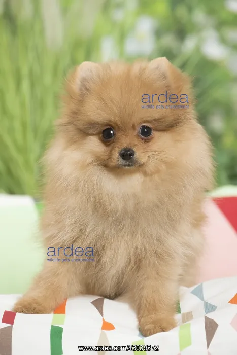 : Dwarf German Spitz Dog puppy on cushion : Dwarf German Spitz Dog puppy on cushion