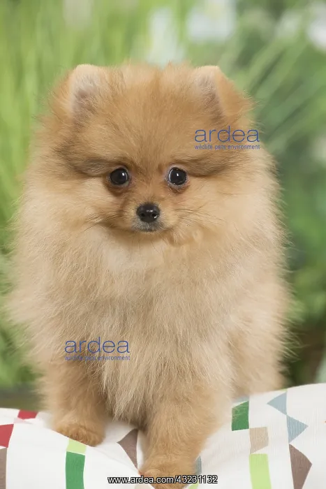 : Dwarf German Spitz Dog puppy on cushion : Dwarf German Spitz Dog puppy on cushion