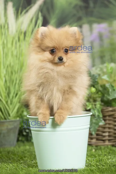 : Dwarf German Spitz Dog puppy in plant pot : Dwarf German Spitz Dog puppy in plant pot