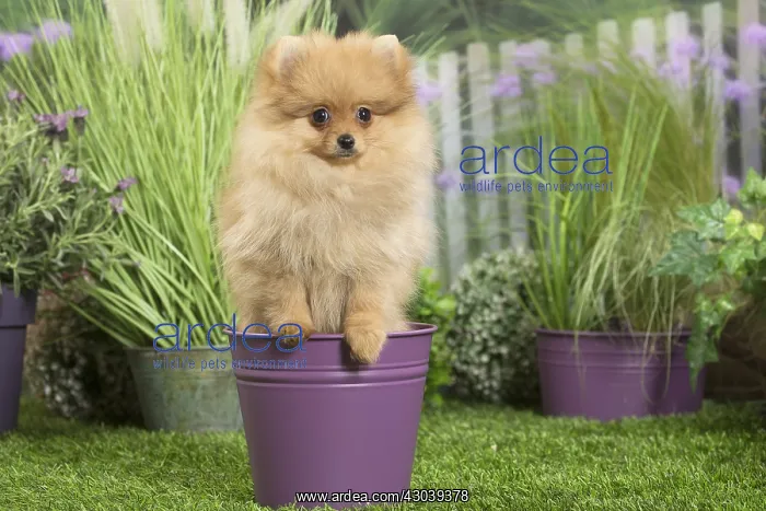 : Dwarf German Spitz Dog puppy in plant pot : Dwarf German Spitz Dog puppy in plant pot