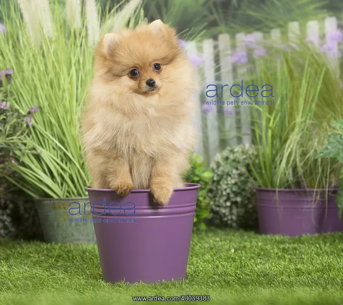 : Dwarf German Spitz Dog puppy in plant pot : Dwarf German Spitz Dog puppy in plant pot