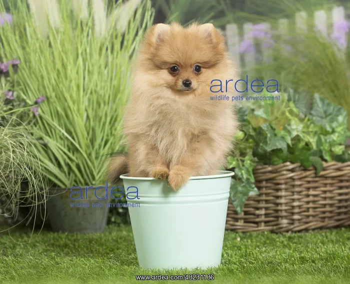 : Dwarf German Spitz Dog puppy in plant pot : Dwarf German Spitz Dog puppy in plant pot